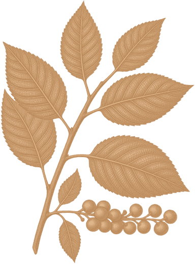 CERISIER