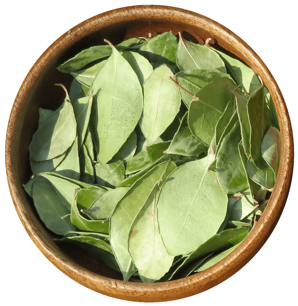 FEUILLE DE THÉ DES BOIS